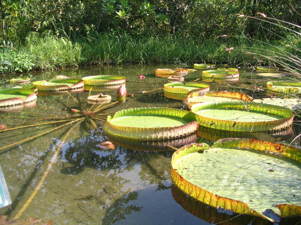 Парк водно-болотных угодий в Гонконге