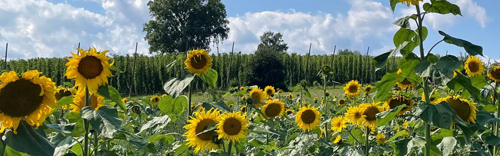 Веломаршрут За пивом. Бавария, Германия